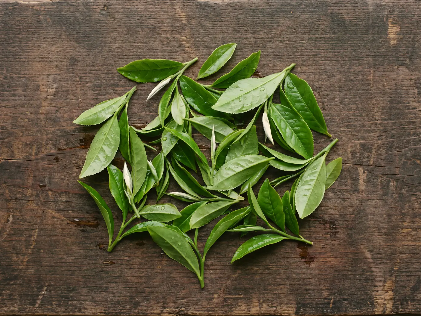 Freshly picked tea leaves, bright green.