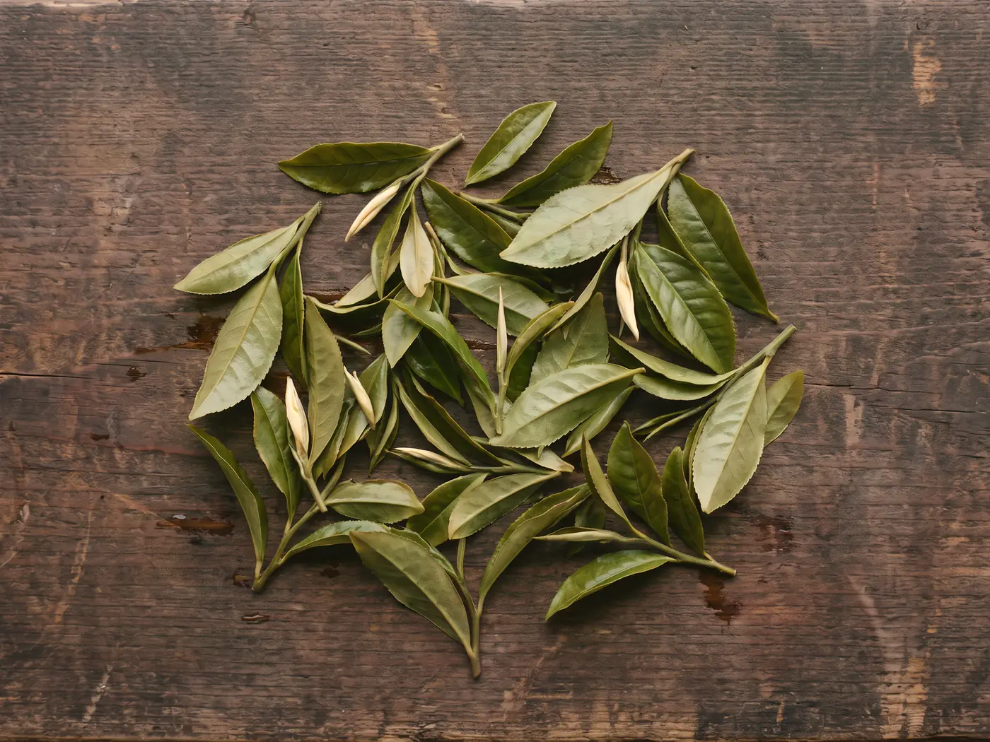 The same leaves after resting, soft and olive green.