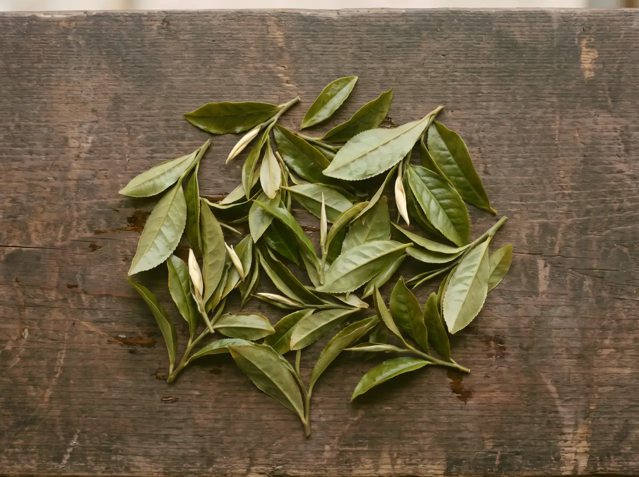The same leaves withered: limp, curled, dulled to olive.